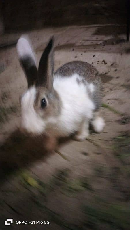 Rabbit Bunny Sale beautiful cute male female 1