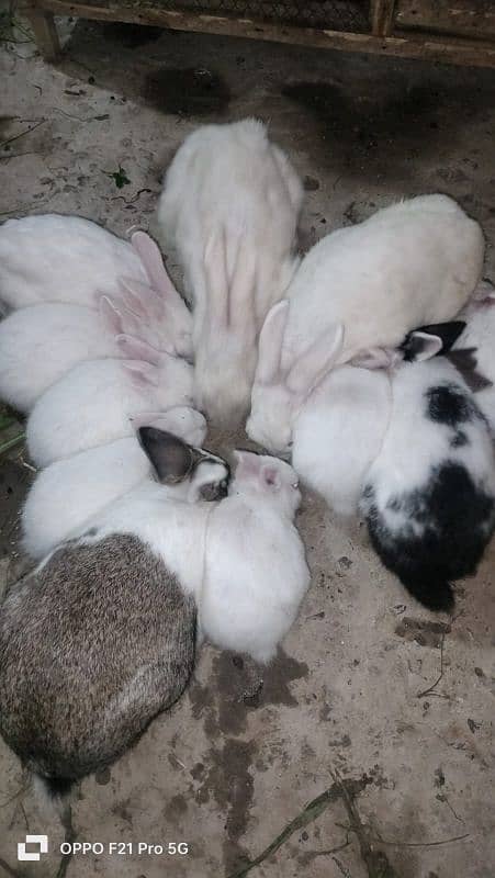 Rabbit Bunny Sale beautiful cute male female 3