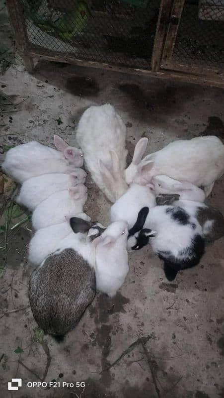 Rabbit Bunny Sale beautiful cute male female 4