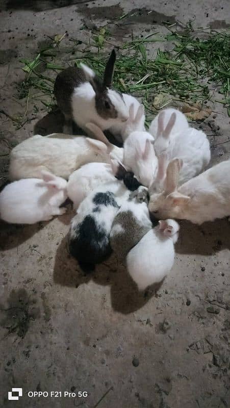 Rabbit Bunny Sale beautiful cute male female 5