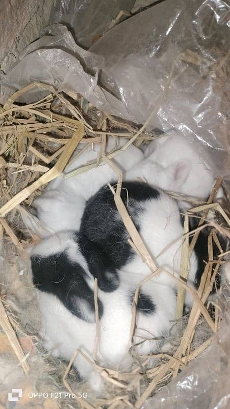 Rabbit Bunny Sale beautiful cute male female 6