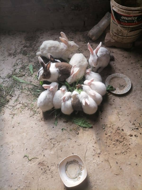 Rabbit Bunny Sale beautiful cute male female 7