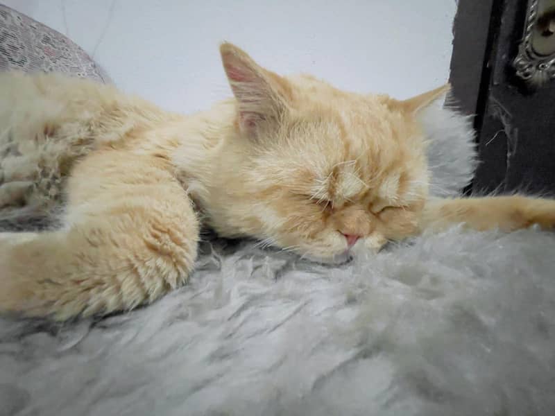 Persian cat | Persian male cat | triple coated| punch face 03095012237 3