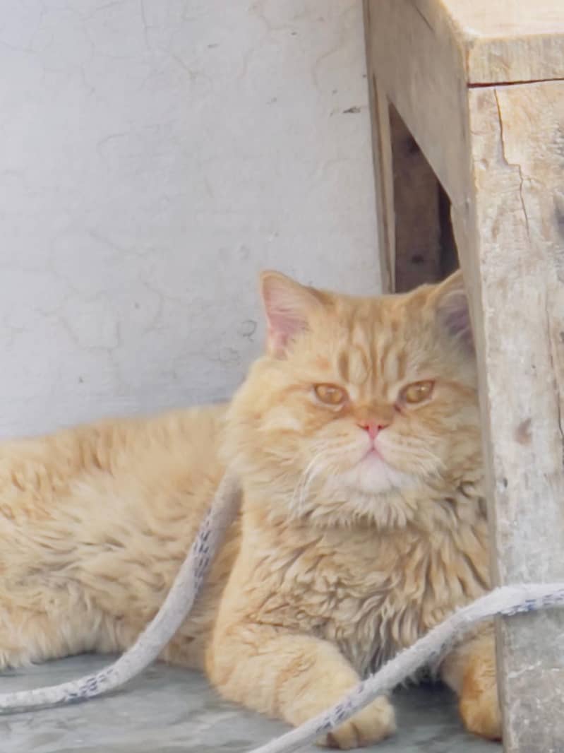 Persian cat | Persian male cat | triple coated| punch face 03095012237 5