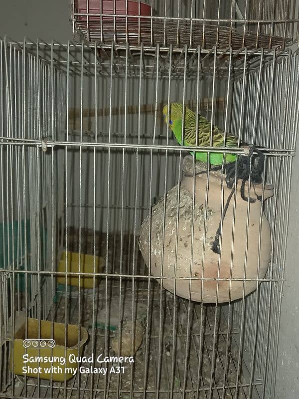 Australian parrots available 1