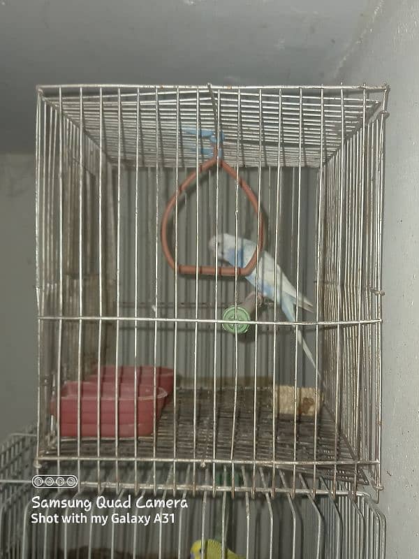 Australian parrots available 2