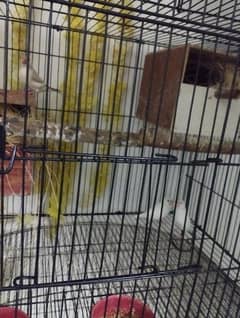 Yellow And Green Back Gouldian for Sale