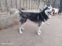 Siberian husky