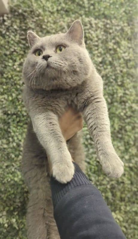 British Shorthair Male for sale 2