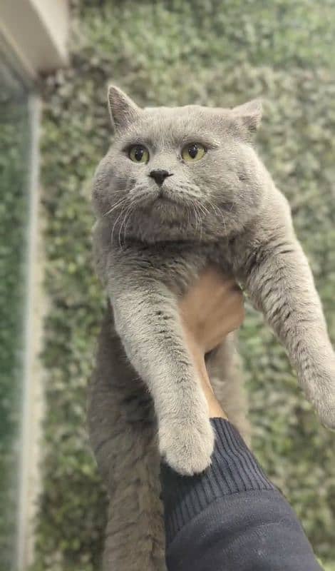 British Shorthair Male for sale 3