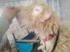 Kaka mundra (Chatra Bakra sheep) breed ap k samne ha