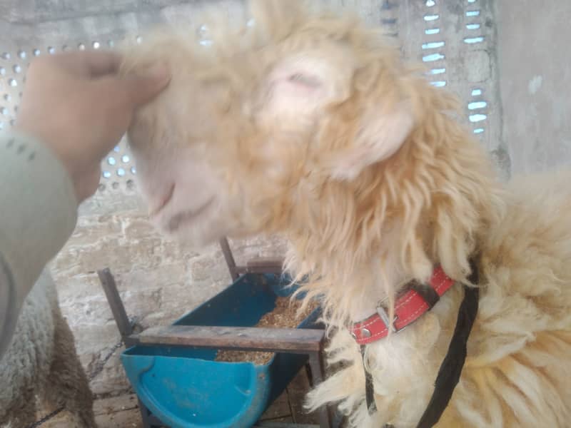 Kaka mundra (Chatra Bakra sheep) breed ap k samne ha 0