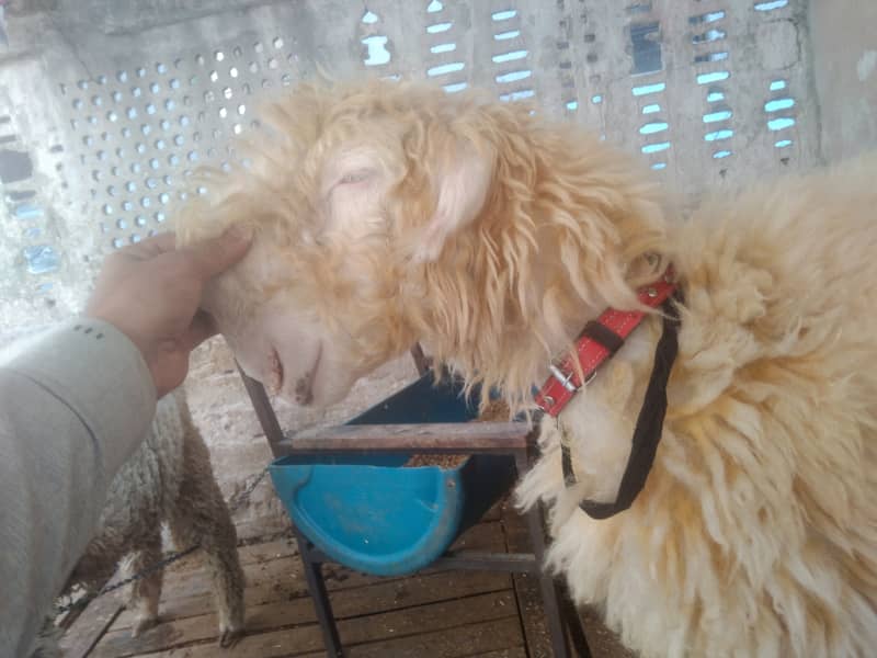 Kaka mundra (Chatra Bakra sheep) breed ap k samne ha 1