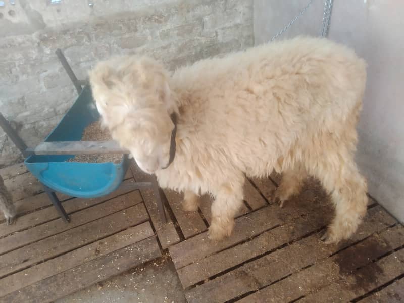 Kaka mundra (Chatra Bakra sheep) breed ap k samne ha 2