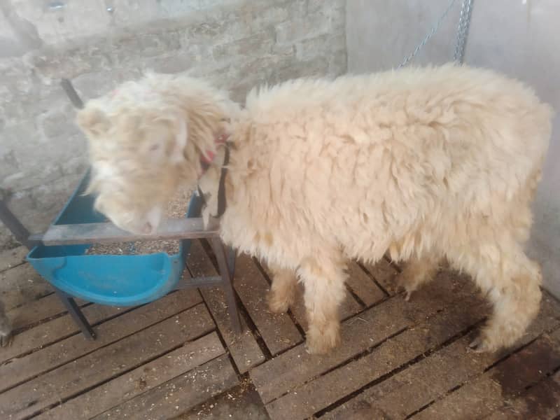 Kaka mundra (Chatra Bakra sheep) breed ap k samne ha 3