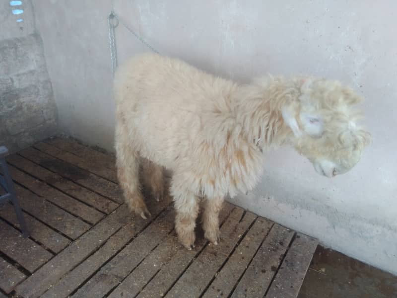 Kaka mundra (Chatra Bakra sheep) breed ap k samne ha 5