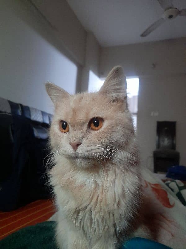 Persian light brown cat 1