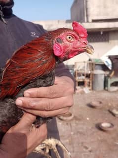 Red Thai Pakoya ka chicks for sale ha