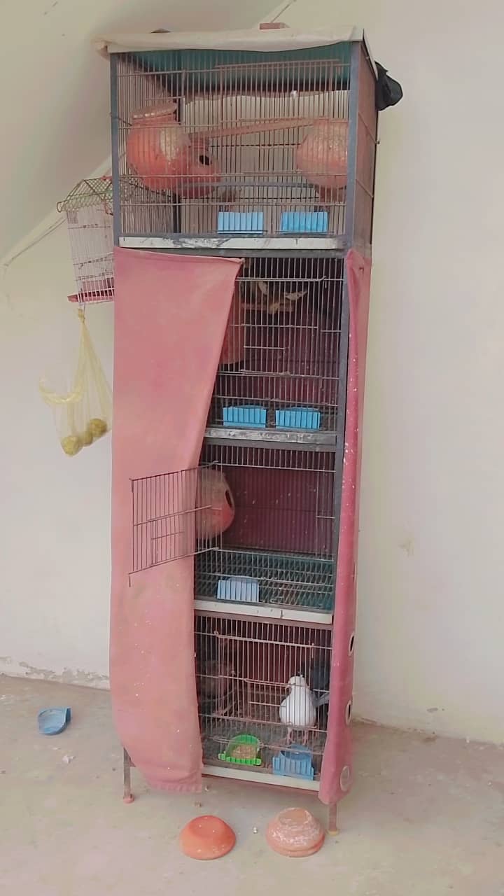 Cage+birds for sale 2