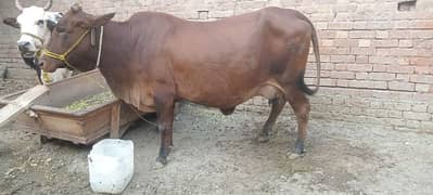 Cow and calf with 10kg milk