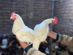 Golden misri | desi murghi |Hen |desi murga |ready to eggs laying hens