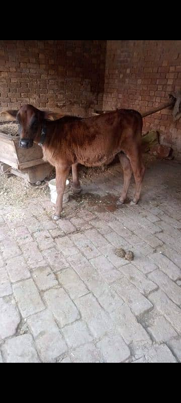 Cow and calf with 10kg milk 1