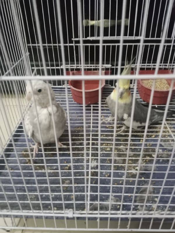 cocktail pair with cage 1