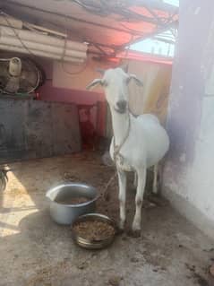 female gaban bakri