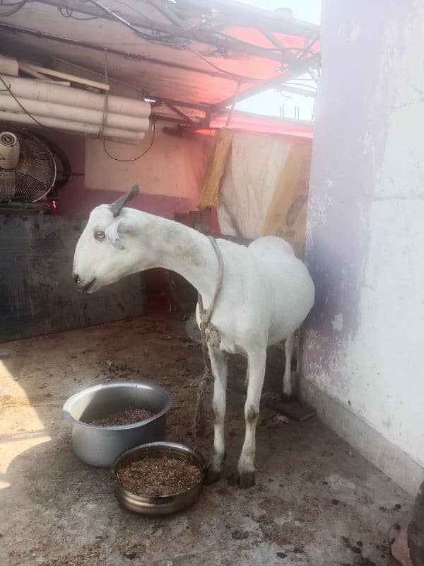 female gaban bakri 1