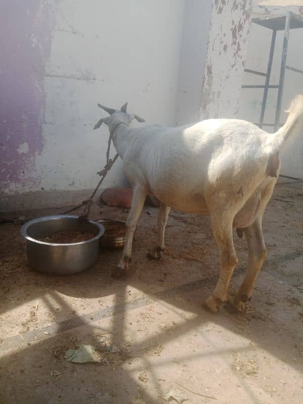 female gaban bakri 3