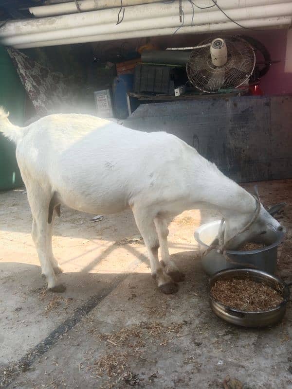 female gaban bakri 4