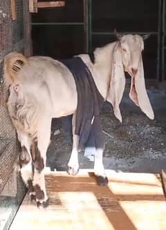 Male Bakra, Gulabi, Andoo Bakra Sale