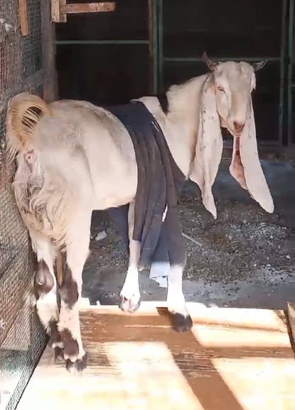 Male Bakra, Gulabi, Andoo Bakra Sale 0