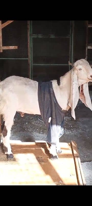 Male Bakra, Gulabi, Andoo Bakra Sale 1