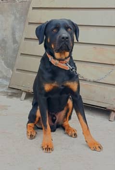 Rottweiler Young Male