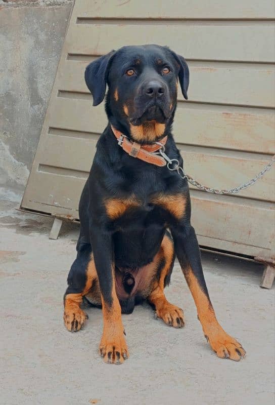 Rottweiler Young Male 0