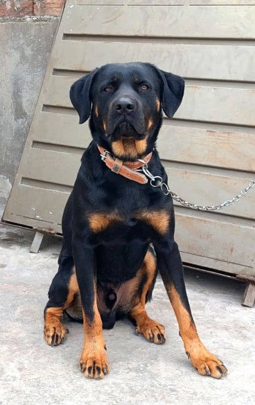 Rottweiler Young Male 1