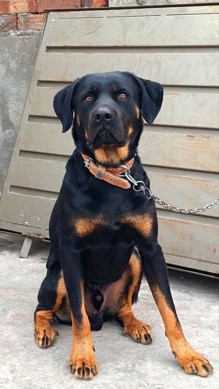 Rottweiler Young Male 2