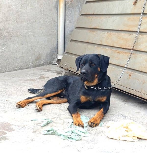 Rottweiler Young Male 3