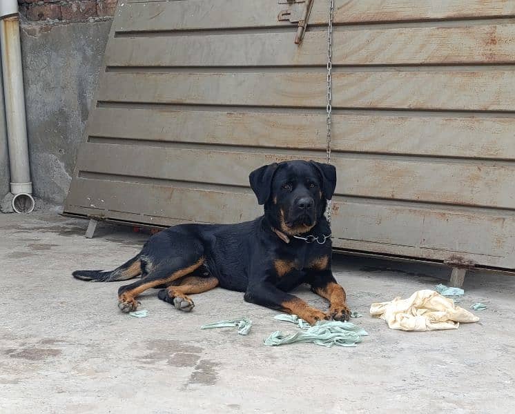 Rottweiler Young Male 4