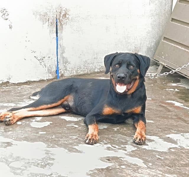 Rottweiler Young Male 5