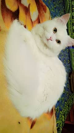 Persian Cat 01 Year Age