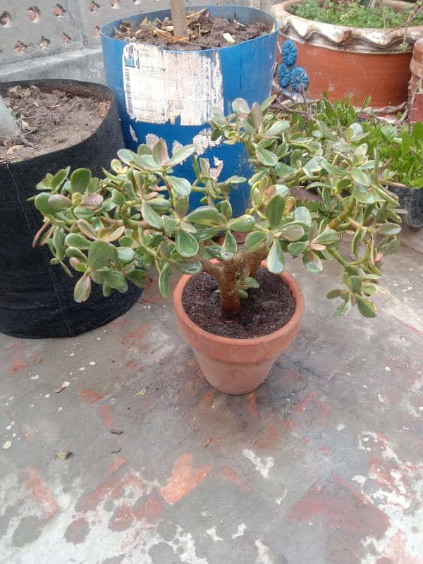 variegated jad plant 0