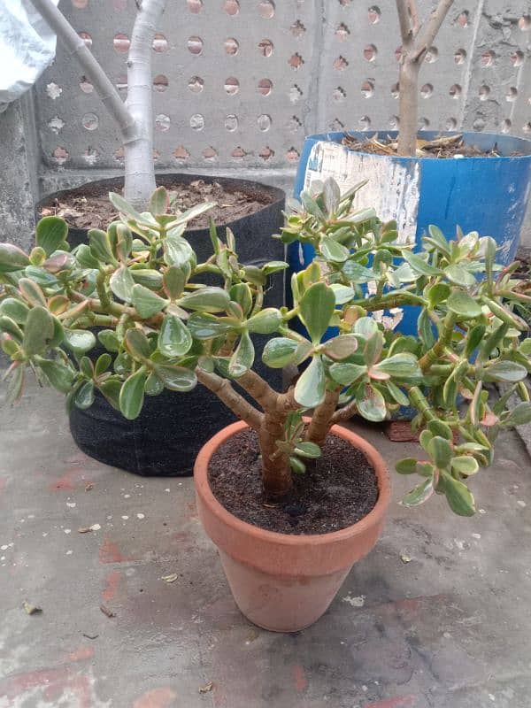 variegated jad plant 2