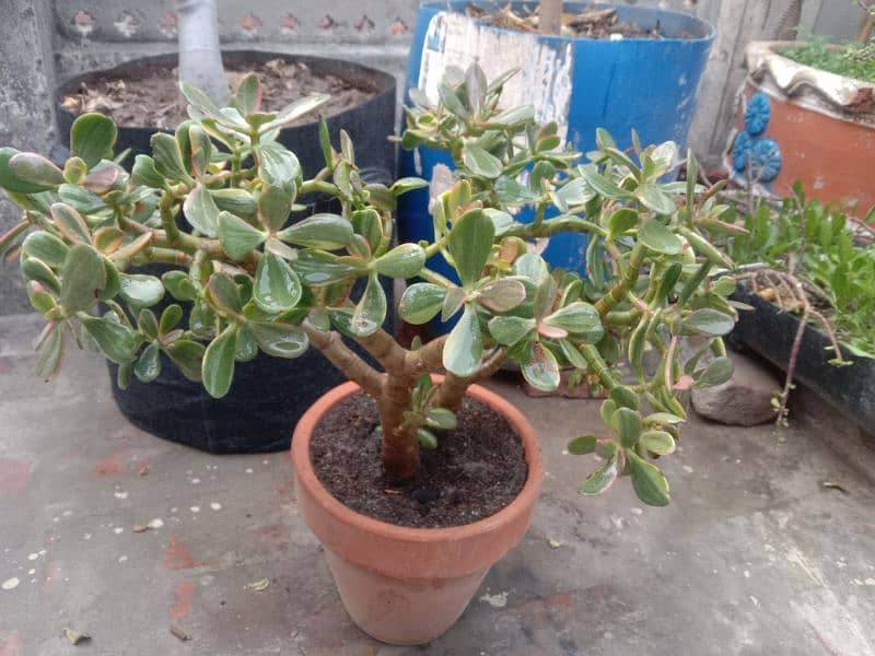 variegated jad plant 3