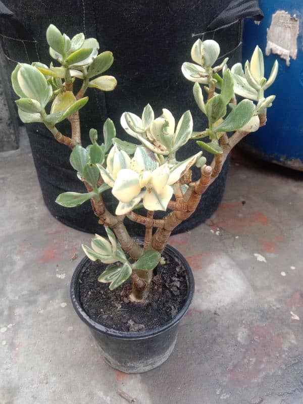 variegated jad plant 6