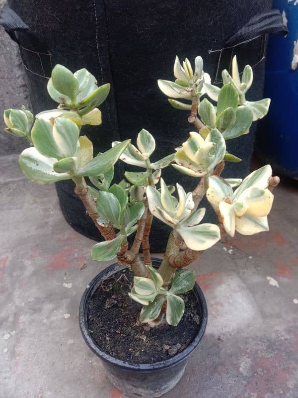 variegated jad plant 7