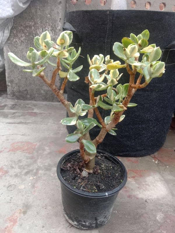 variegated jad plant 8