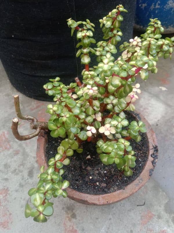 variegated jad plant 9