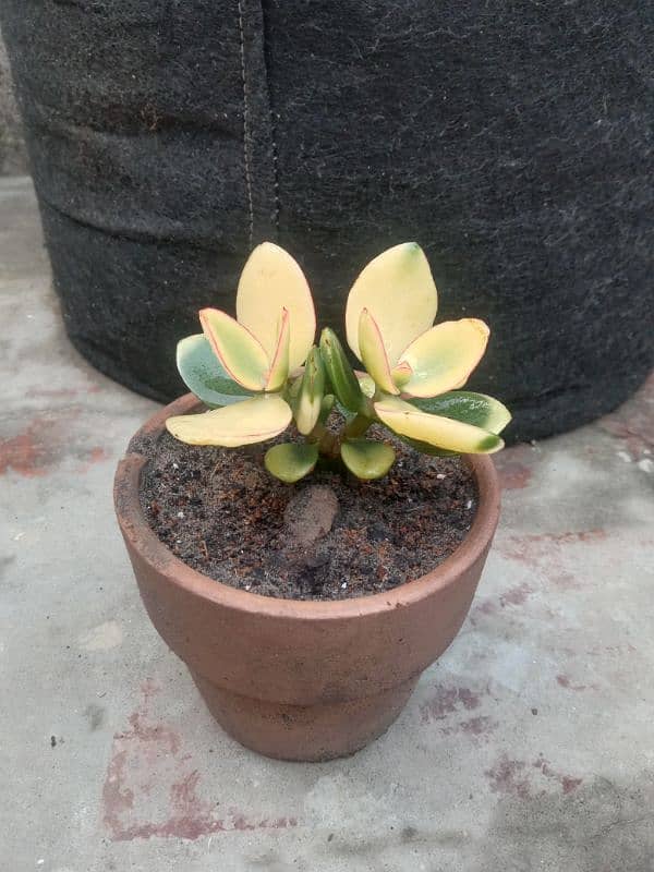 variegated jad plant 12